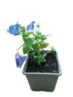 viola ( wittrockiana )
