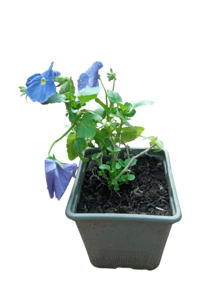 viola ( wittrockiana )