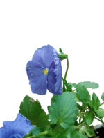 viola - wittrockiana