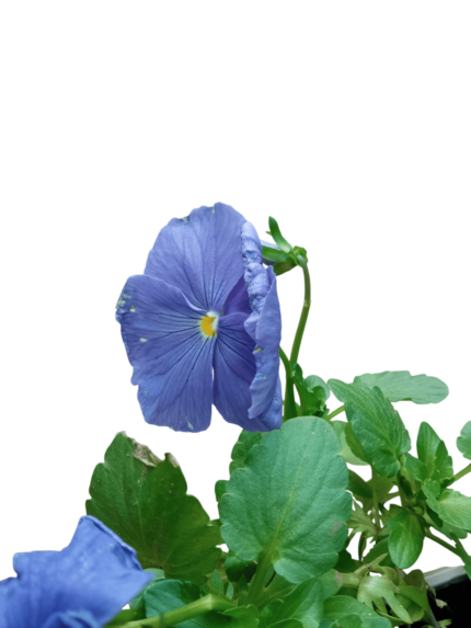 viola - wittrockiana