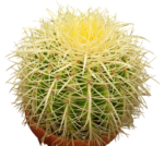 Echinocactus-grusonii-