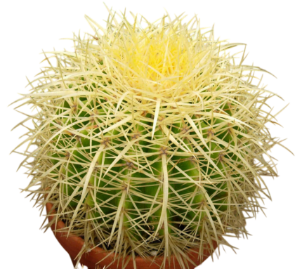 Echinocactus-grusonii-