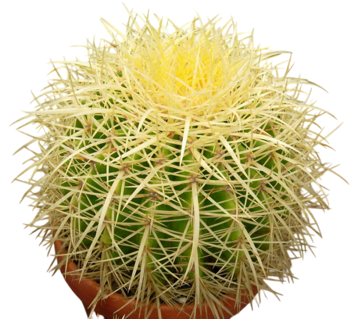 Echinocactus-grusonii-