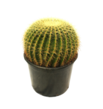 Echinocactus grusonii
