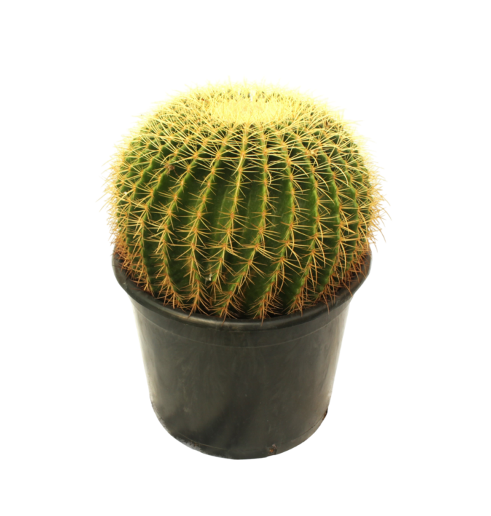 Echinocactus grusonii