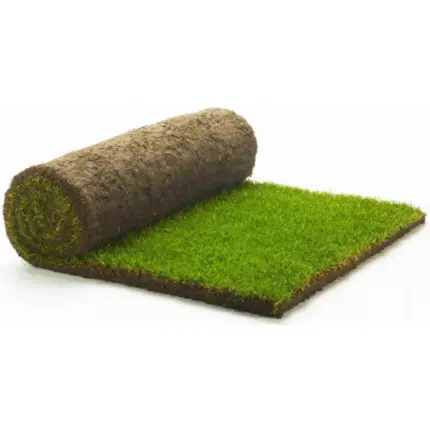 Gazon Paspalum
