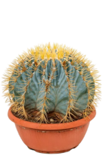 ferocactus glaucescens - blue barrel