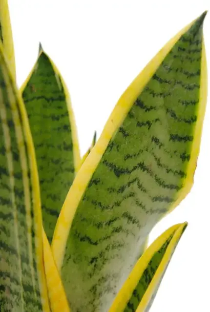 Sansevieria Laurentii