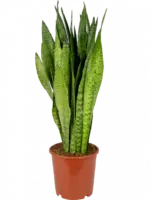Sansevieria Zeylanica