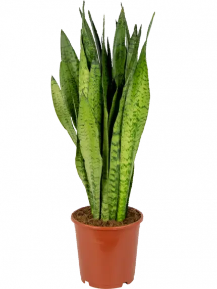 Sansevieria Zeylanica