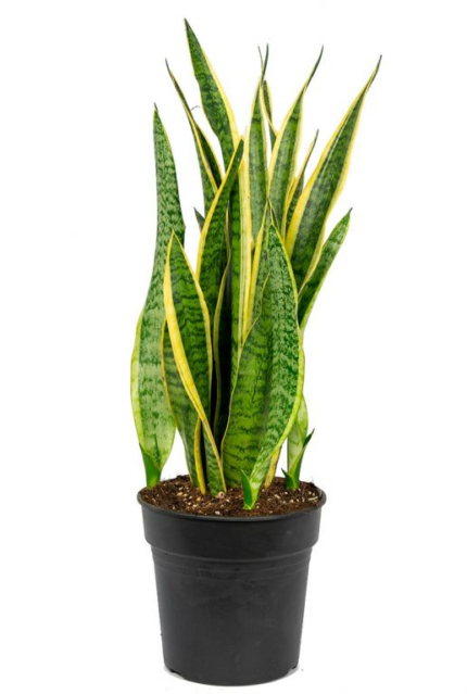 Sansevieria Laurentii