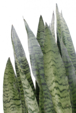 sansevieria zeylanica