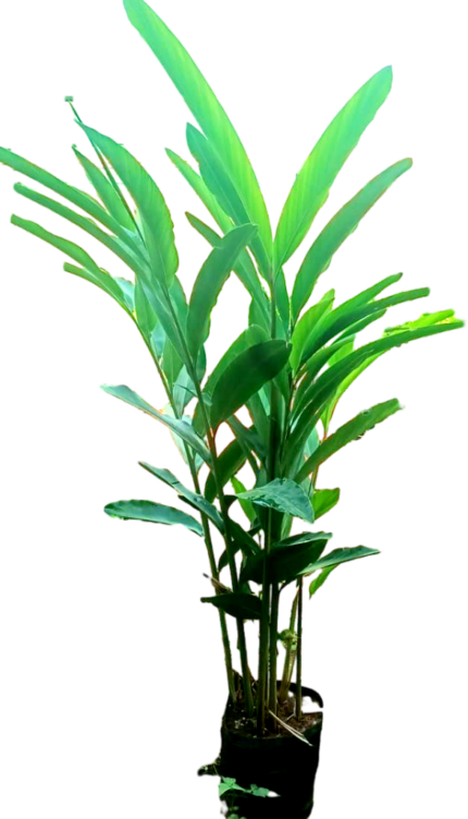 Alpinia zerumbet