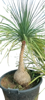Beaucarnea recurvata Beaucarnéa - Pied d'éléphant