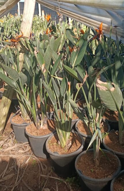 Strelitzia reginae (oiseau du paradis)