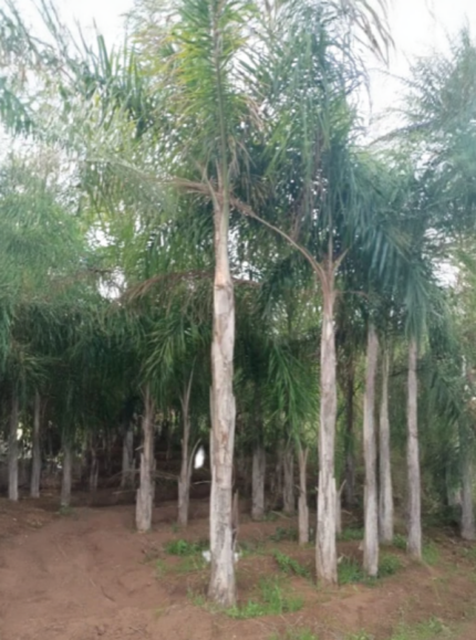 Entretien du palmier de la reine