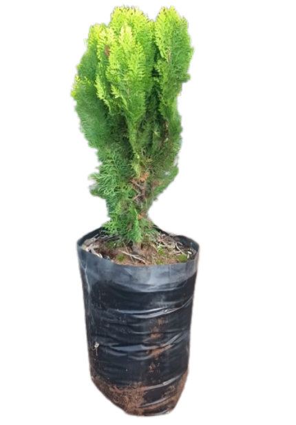 Thuja occidentalis - Smaragd