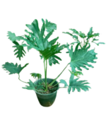 Tree Philodendron, Selloum ( Thaumatophyllum bipinnatifidum )