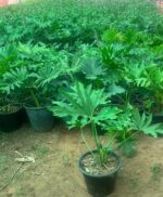 Tree Philodendron, Selloum ( Thaumatophyllum bipinnatifidum )