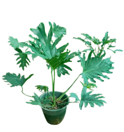 Tree Philodendron, Selloum ( Thaumatophyllum bipinnatifidum )